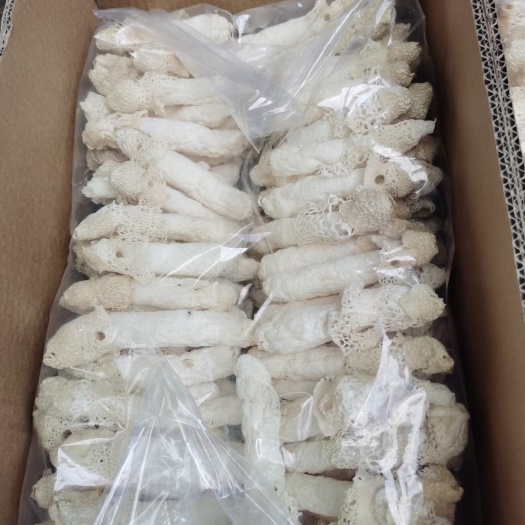 红托竹荪  竹荪