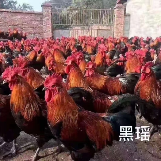 瑶鸡苗  大种黑瑶公苗