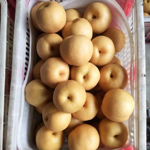 冠县 丰水梨，秋月梨