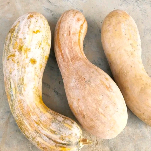 菏泽 南瓜