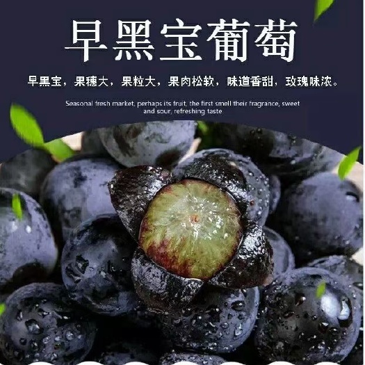 太原玫瑰香葡萄 早黑宝葡萄颗粒饱满，大小均匀，皮薄肉厚，，吃一颗回味无穷。