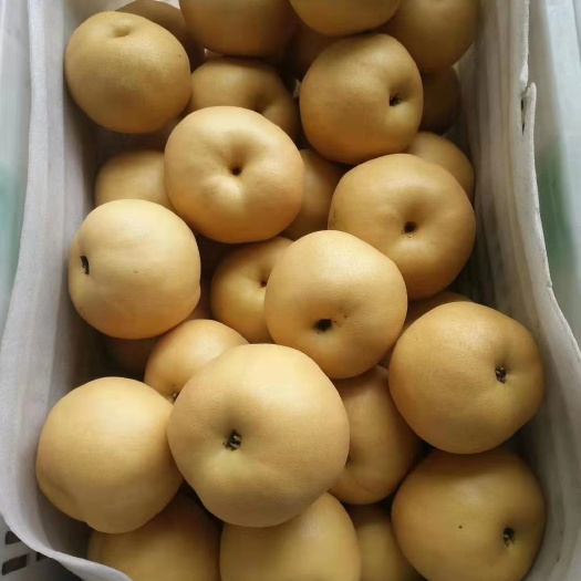 冠县丰水梨