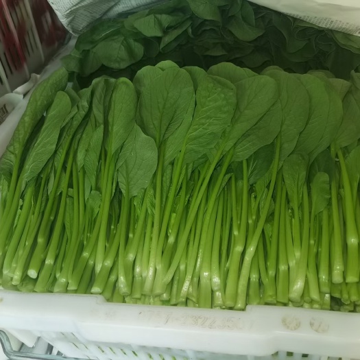 广州上海青  各类叶菜