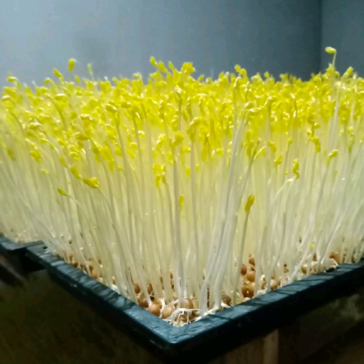 黄金苗，豌豆苗，长期大量现货，量大从优