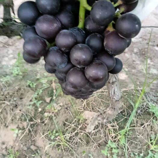 渭南夏黑葡萄以成熟欢迎各位老板来看货。