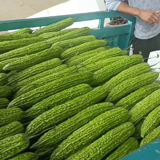 兰陵县绿苦瓜  山东兰陵精品苦瓜大量有货价格不高，保质保量，产地直