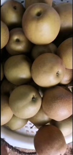 建宁县建宁里心黄花梨大量上市，个大皮薄，甜度高，脆甜水份足果面靓