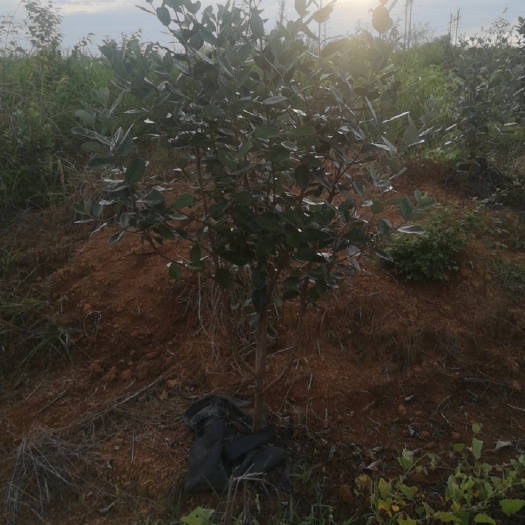 会同县菲油果苗  湖南菲油果挂果树批发零售品种纯正