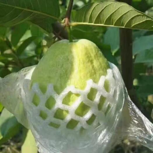 廉江市珍珠番石榴