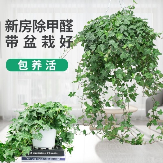 漳平市青叶常青藤盆栽苗福建龙岩永福镇基地批发价保质保量原盆原土发货