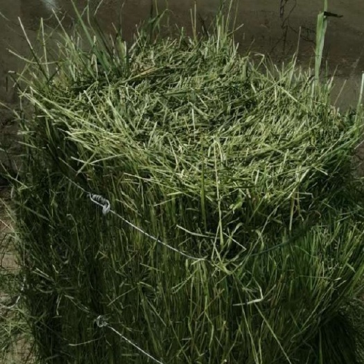 岷县2023年晒干提摩西草又叫猫尾子龙猫荷兰猪琢鼠饲料