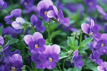 沭阳县紫罗兰种子  紫罗兰花种子多年 室内阳台盆栽四季易种花卉 春
