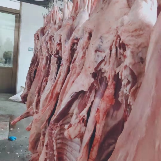 羊肉类  纯干纯鲜羔羊羊肉