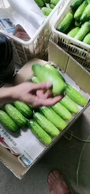 水果黄瓜