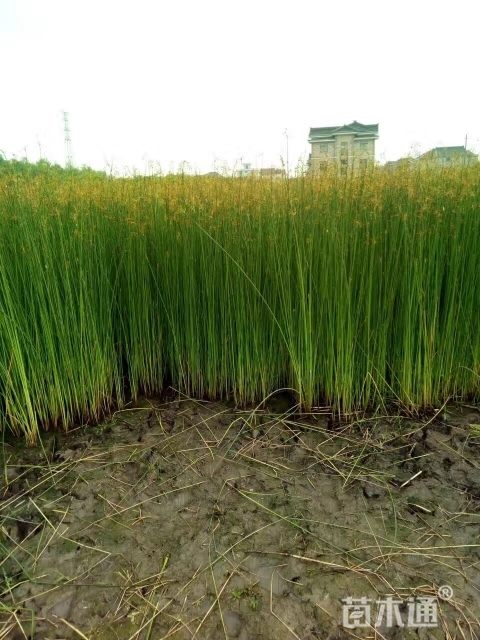 杭州水葱  水生植物