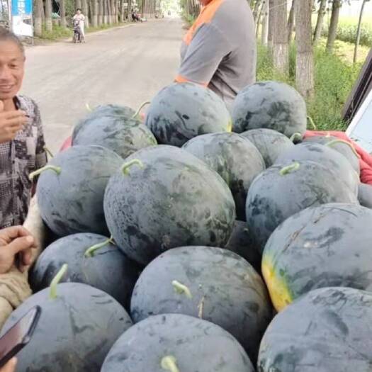 太康县黑皮西瓜 河南太康西瓜代办