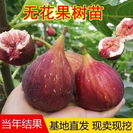 平邑县波姬红无花果苗  无花果树苗带叶盆栽地栽阳台矮化特大无花果苗
