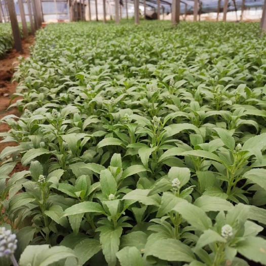 青州市 兰花 鼠尾草 时令草花批发