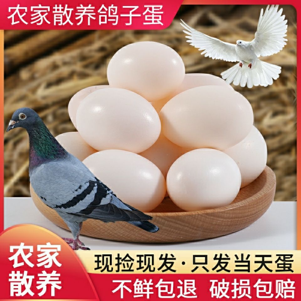 静宁县鸽子蛋  鲜鸽蛋   新鲜蛋    现捡现发长期供货批发