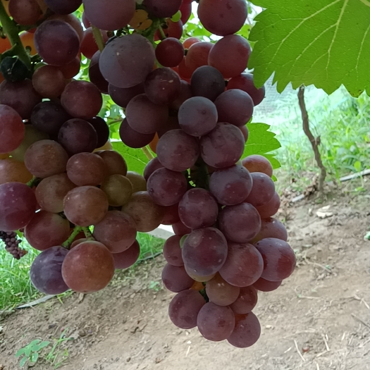 阜阳 夏黑葡萄
