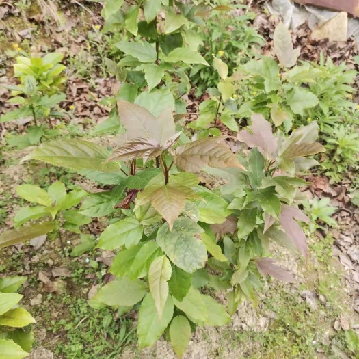 大余县 半枫荷树苗