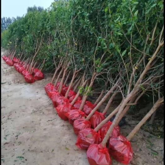 平邑县突尼斯软籽石榴树苗  石榴树苗南北种植耐寒耐旱产量高个头大蒙阳红易管理肉质细腻饱满