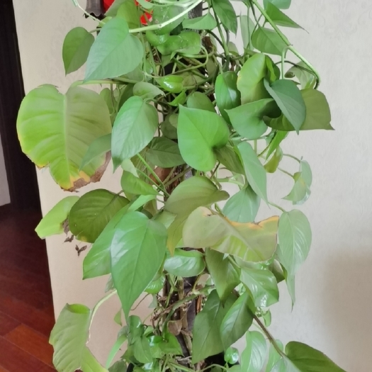 洛阳灰楸  楸树，楸树苗。。