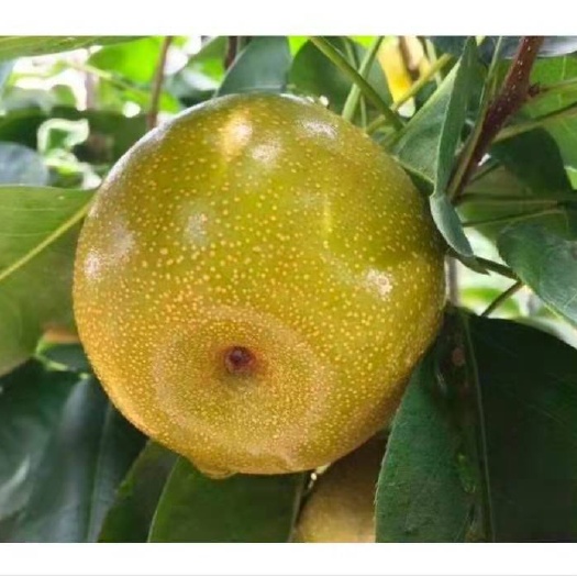 三明 香甜多汁的黄花梨