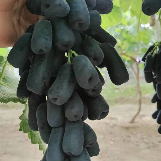 大荔县美人指葡萄 蓝宝石，颗粒饱满，糖度18-22，