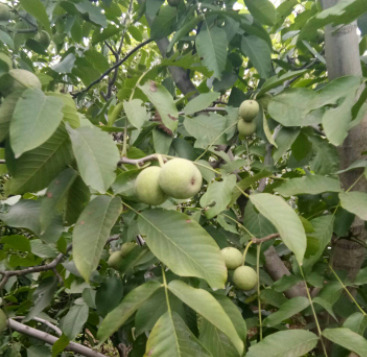 登封市 青皮核桃