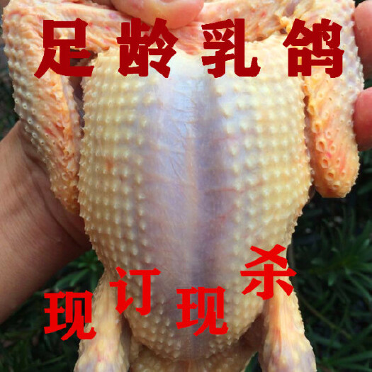 蒙阴县乳鸽  白鸽长期大量供应，宰杀，活体鸽，可物流，可快递