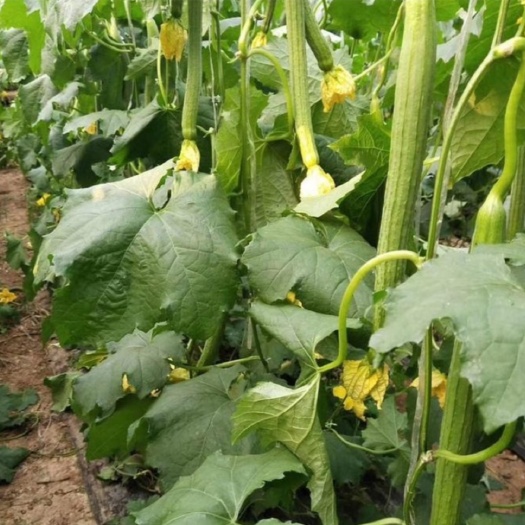 濮阳县 无公害鲜花丝瓜