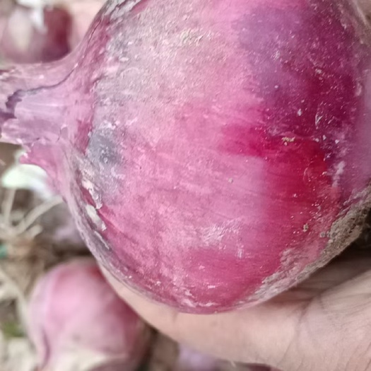 金昌红皮洋葱 甘肃精品红洋葱，