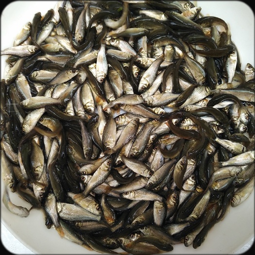 南宁鲤鱼苗  鲤鱼