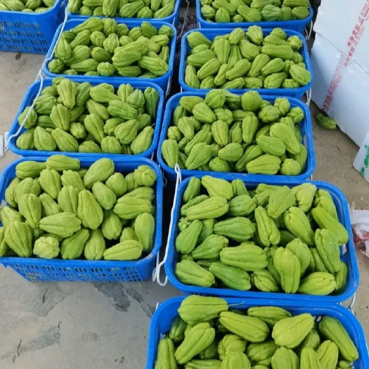 惠水县大量佛手瓜上市自家基地现摘发货，日产5–7吨欢迎老板前来洽谈