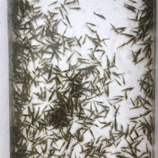 南宁虾苗