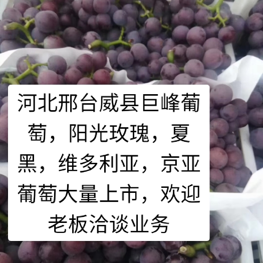 威县 巨峰葡萄口感超甜