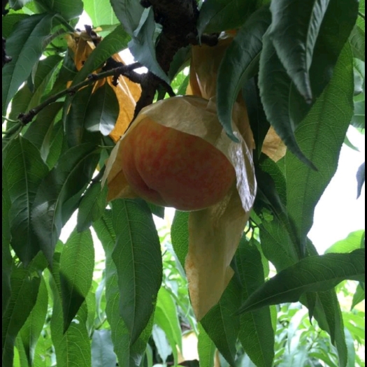 长沙白凤桃 正宗阳山水蜜桃新鲜桃子6-7两当季水果现摘现