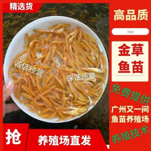 广州黄金鲩鱼苗  黄金鲩  【产地直供】俄罗斯金草鱼，金丝鲩，金鲩鱼