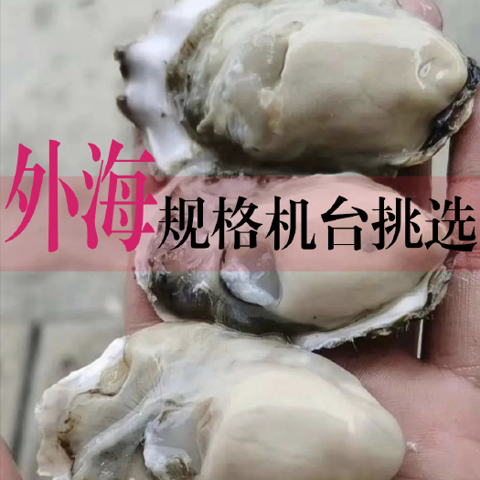 诏安县(精选）福建牡蛎 生蚝场直供全国各地量大从优 可在线交易