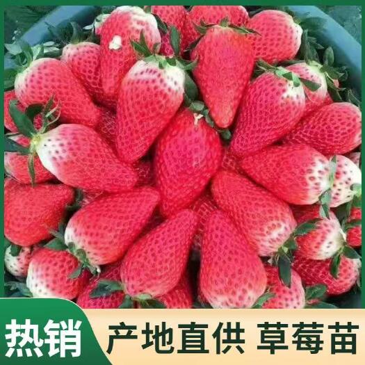 泰安章姬草莓苗  章姬甜宝草莓苗  自家育苗
