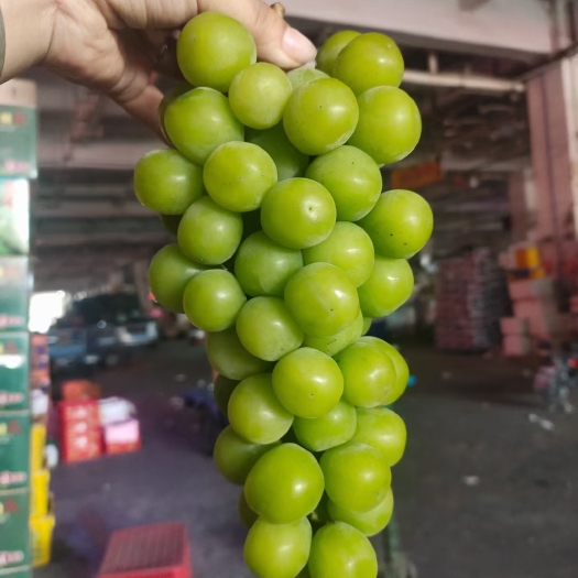 广州 阳光玫瑰