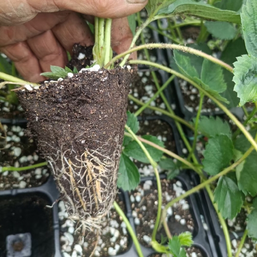 泰安法兰地草莓苗  甜宝草莓穴盘苗 基质苗成活率高 红颜 隋珠 妙香