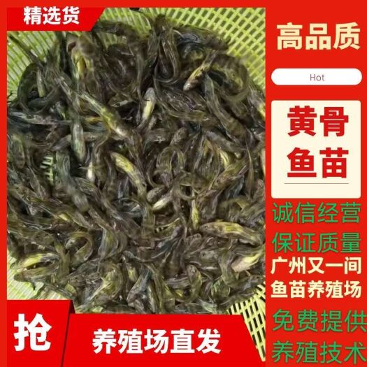 广州黄颡鱼苗  【产地直供】又一间鱼苗养殖场基地大量优质黄骨鱼苗