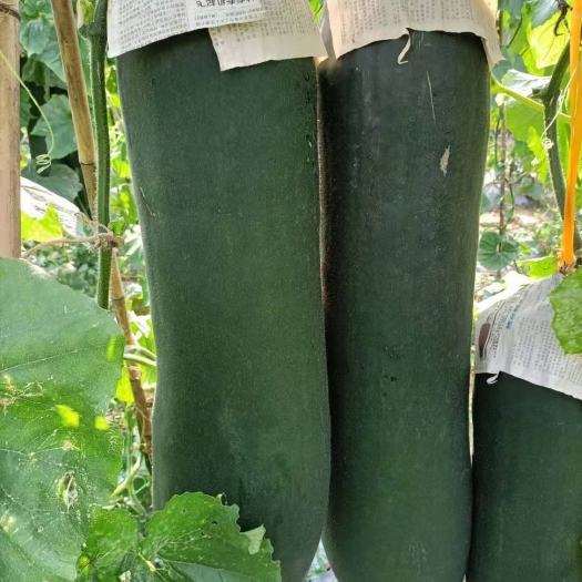 恭城县黑皮冬瓜  冬瓜