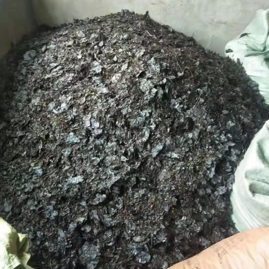 屏山县 苦丁茶
