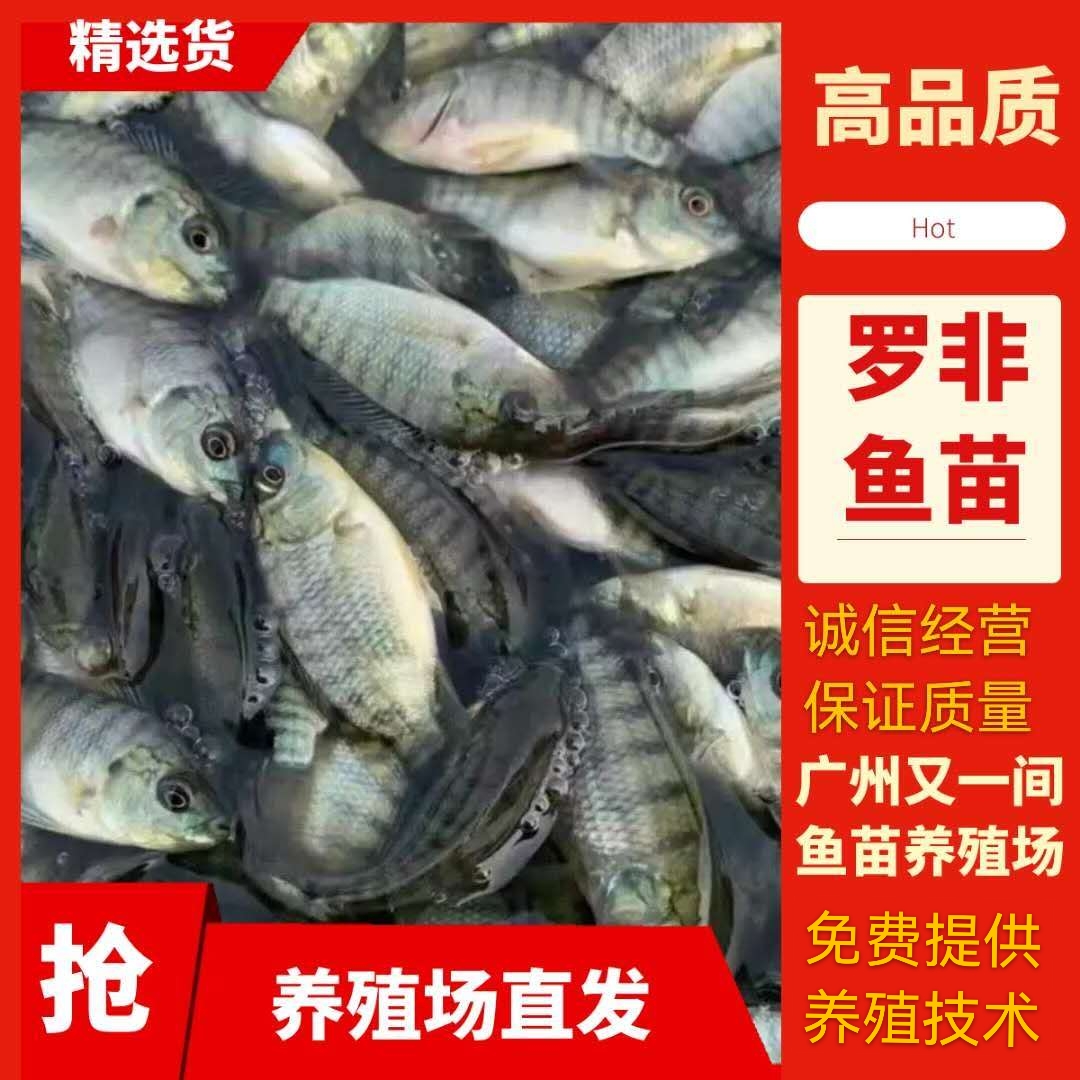 【产地直供】苏丹罗非鱼苗，:新吉富罗非，海南一号罗非