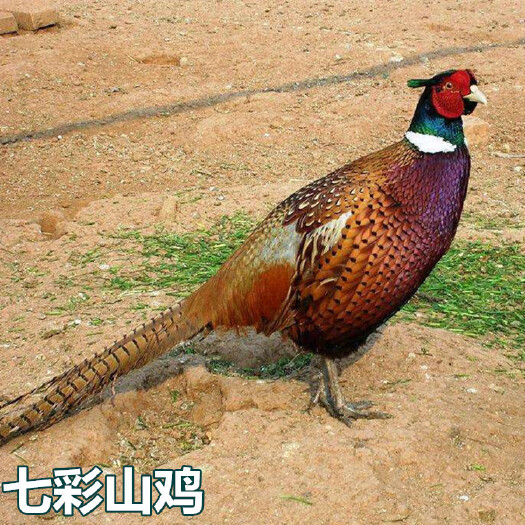 南宁七彩山鸡苗，出壳苗，脱温苗