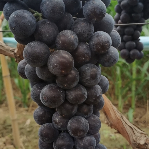 大荔县 夏黑葡萄     果大粉好