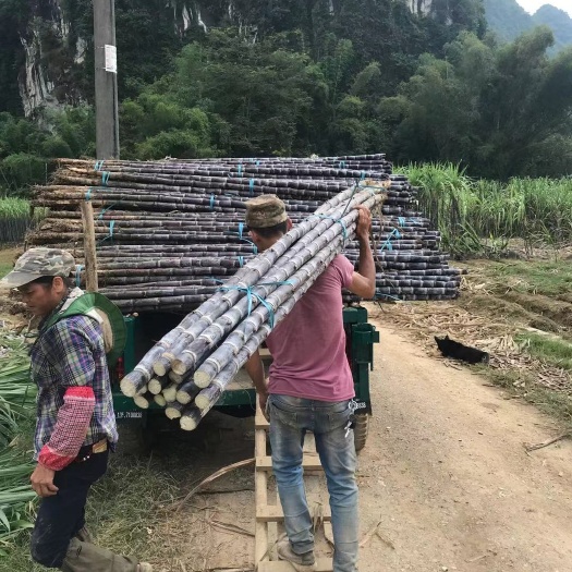 黑皮甘蔗  产地直销  质优价廉  可视频看货 有便宜回程车